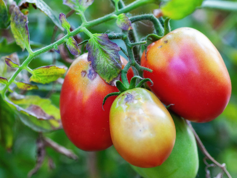 Braunfäule an Tomaten Phytophtora infestans