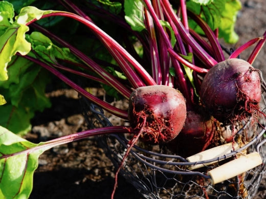 Rote Bete - Anbau, Pflege, Ernte - Ackerhelden