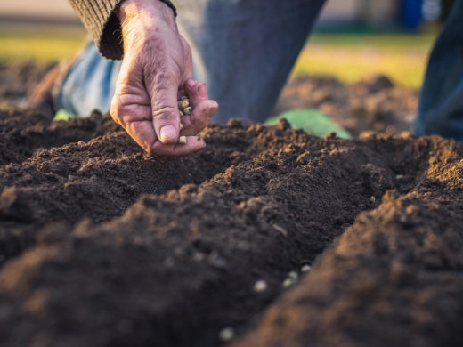 Gemüse richtig säen
