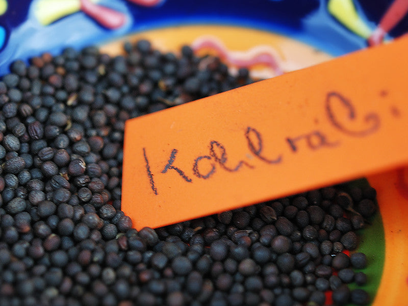 Kohlrabi-Saatgut für den Herbstanbau