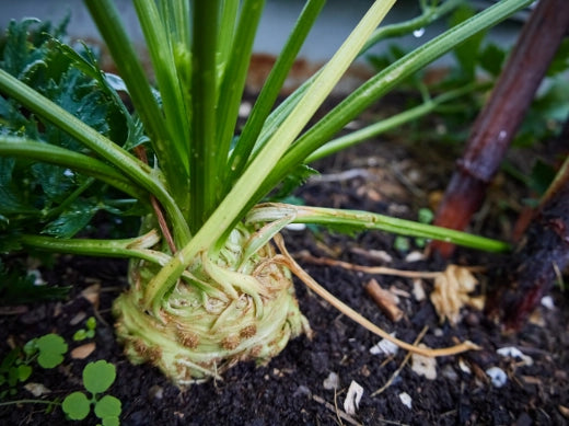 Sellerie Anbau Pflege Ernte