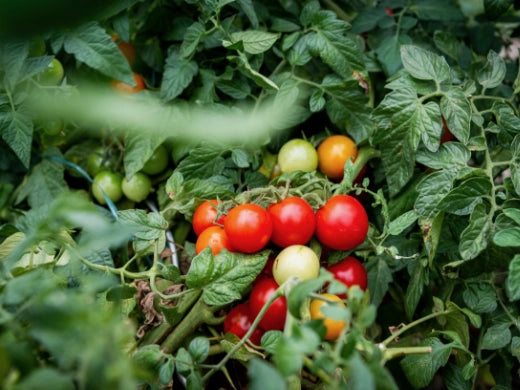 Tomaten - Anbau, Pflege, Ernte