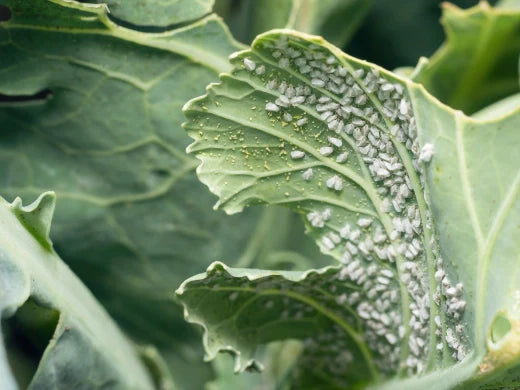 Weiße Fliege (Kohlmottenschildlaus) erfolgreich bekämpfen