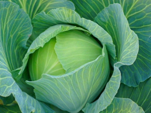 Kohl Kopfkohl Weißkohl Anbau, Pflege, Ernte