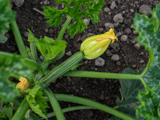 Zucchini - Anbau, Pflege, Ernte
