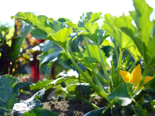 Pflanzenstärkungsmittel im Gemüseanbau