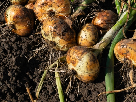 Zwiebeln anbauen, pflegen, ernten