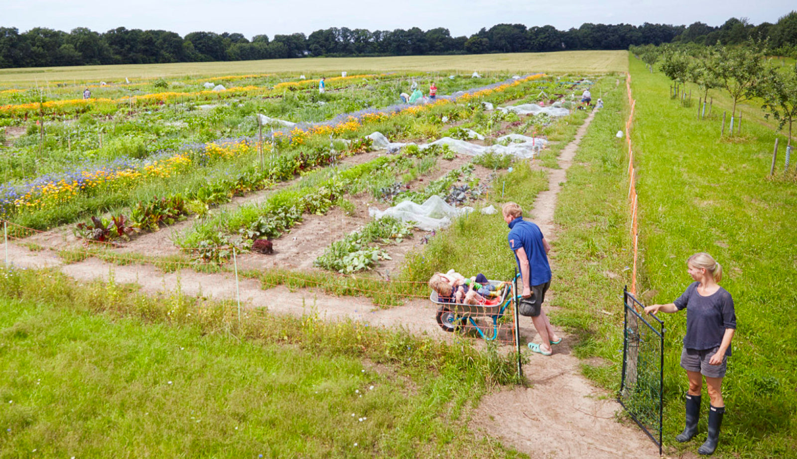 Ackerhelden Bio-Mietgärten