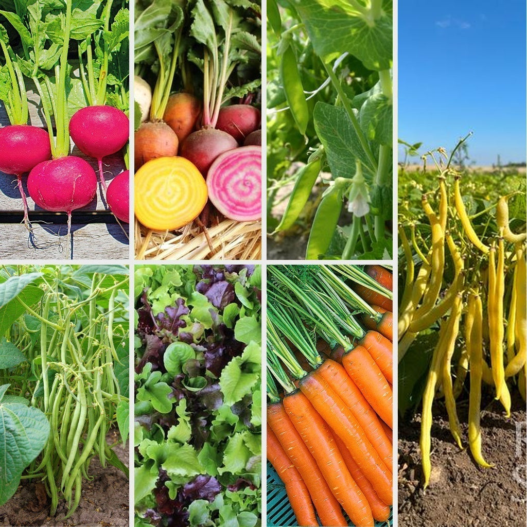 Bio-Saatgutset Gemüsegarten