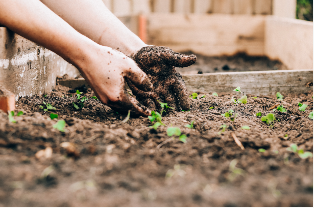 Pflanzenkohle und Terra-Preta-typische Mikroorganismen und Bodenpilze verbessern die Speicherfähigkeit des Bodens für Nährstoffe