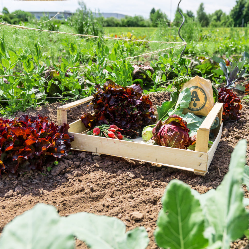 Reichhaltige Ernte im Sommer auf Ackerhelden Bio-Gemüsegarten Bremen, Beispielbild