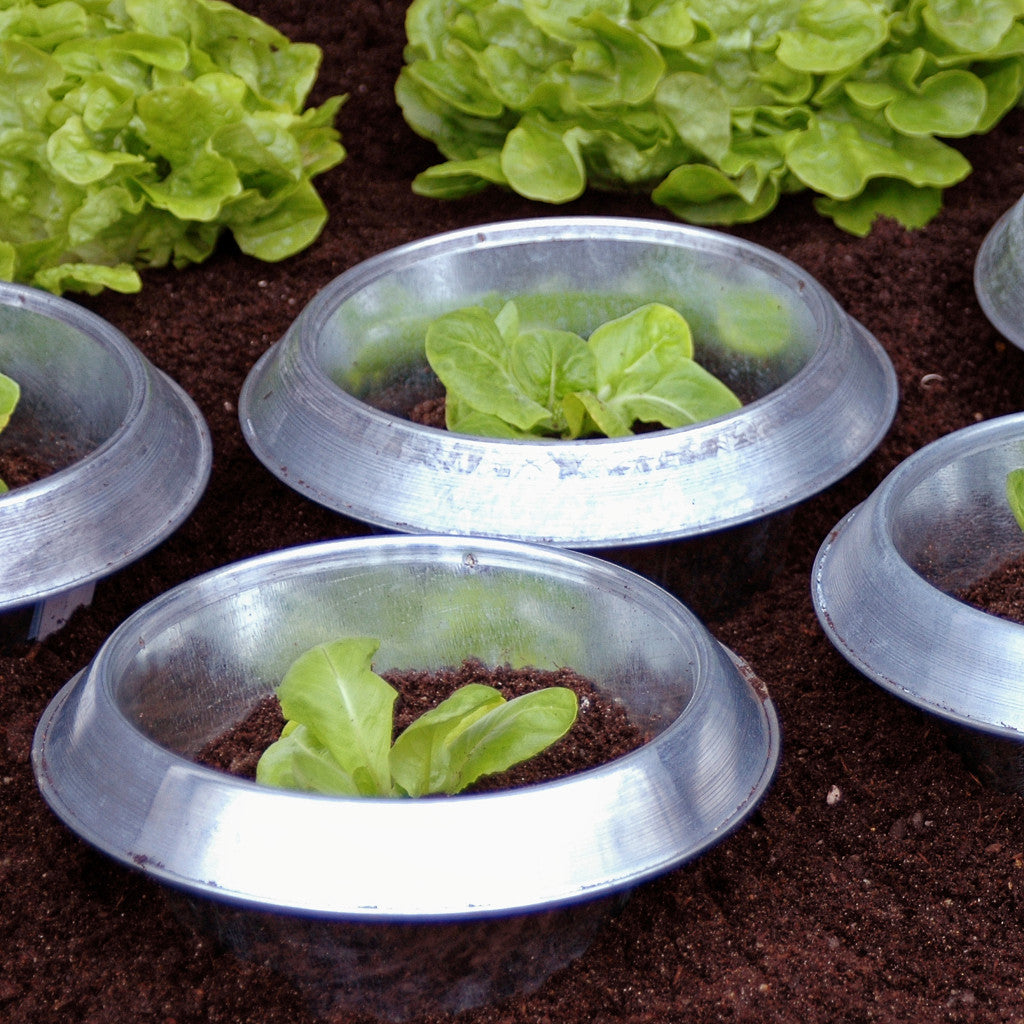 Beispiel, Schneckenstopp FE klein mit Salat-Jungpflanzen