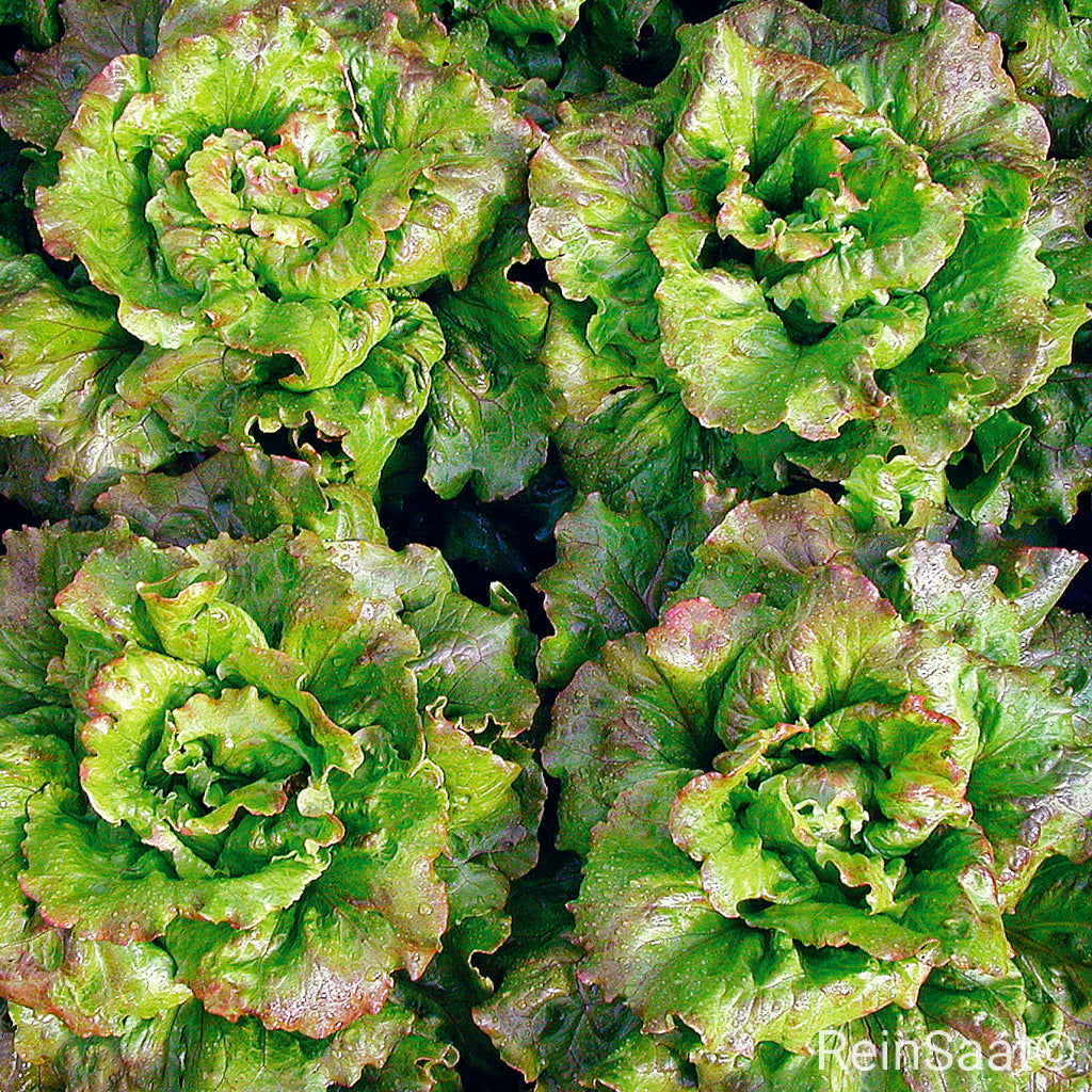 Produktbild Bio-Batavia-Salat &#39;Maravilla de Verano&#39; mit rot getuschten Außenblättern