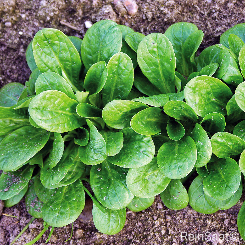 Produktbild Feldsalat 'Vit' mit kompakten Pflanzen und nussigem Geschmack