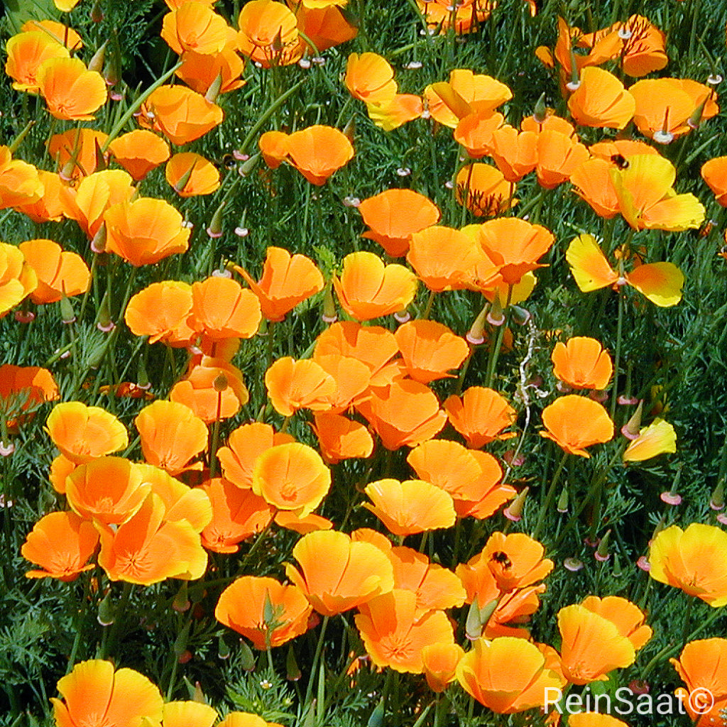 Produktbild, Kalifornischer Mohn Goldmohn, goldgelb bis orange blühender Mohn