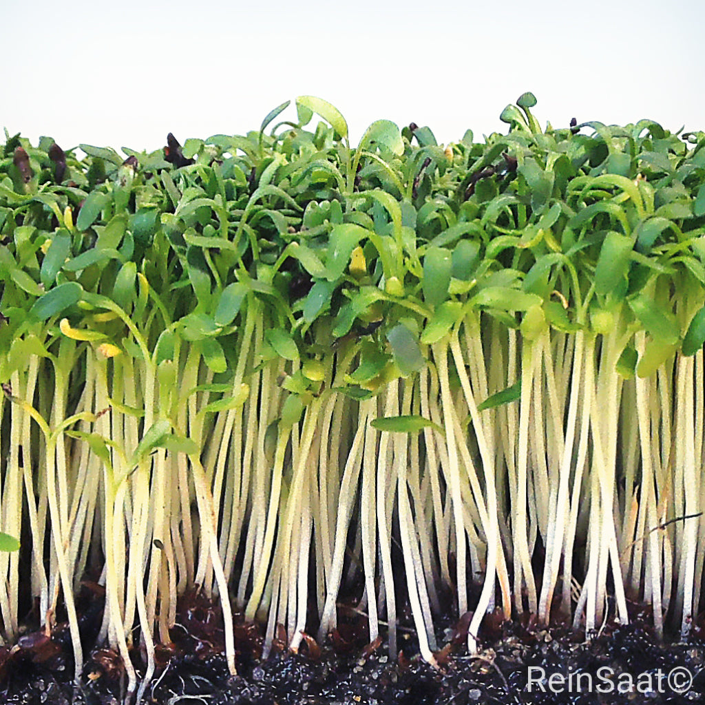 Produktbild, Bio-Saatgut Großblättrige Gartenkresse, schnell wachsend und mit hohem Ertrag