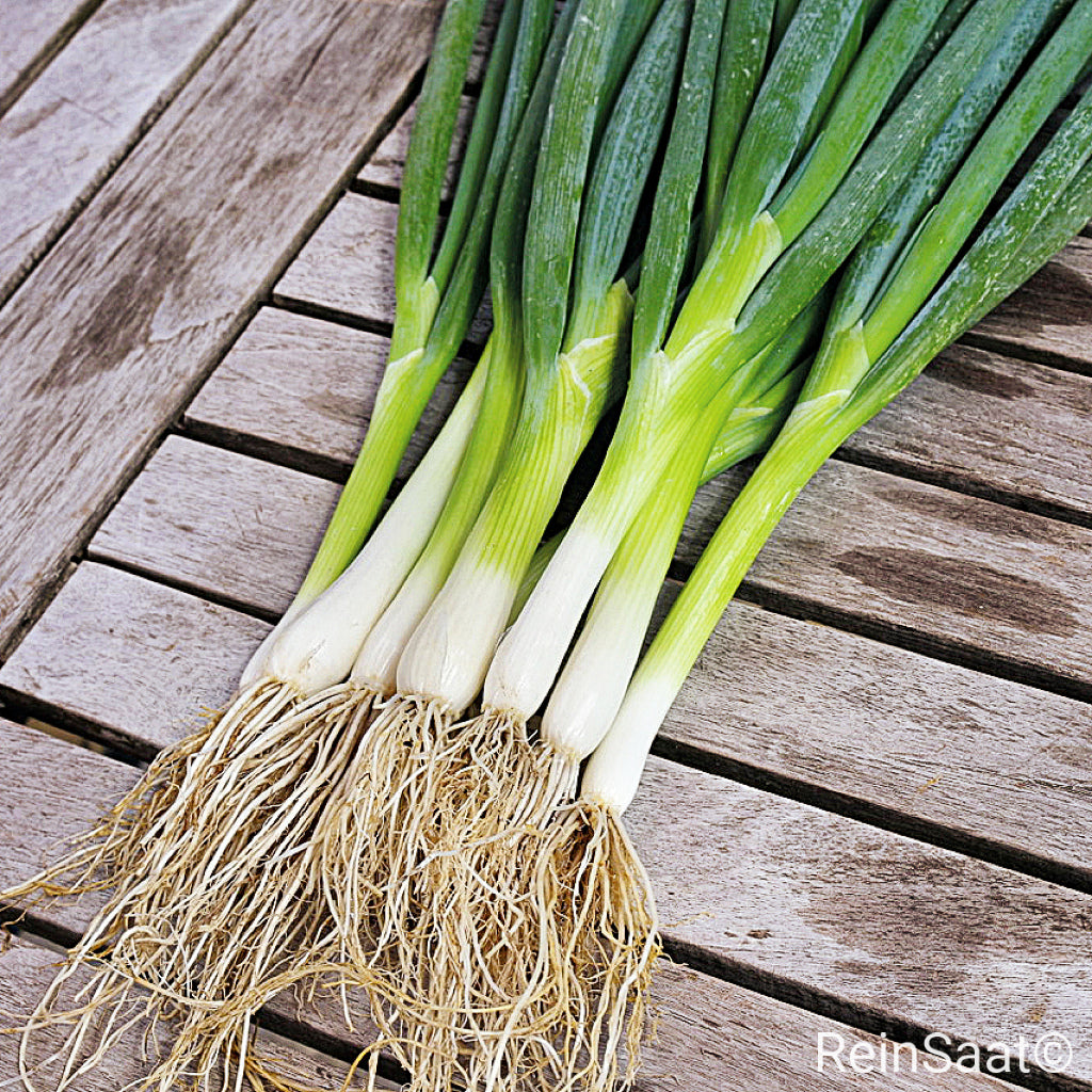 Produktbild, Lauchzwiebel 'Ishikura Long White' mit langem, weißem Schaft
