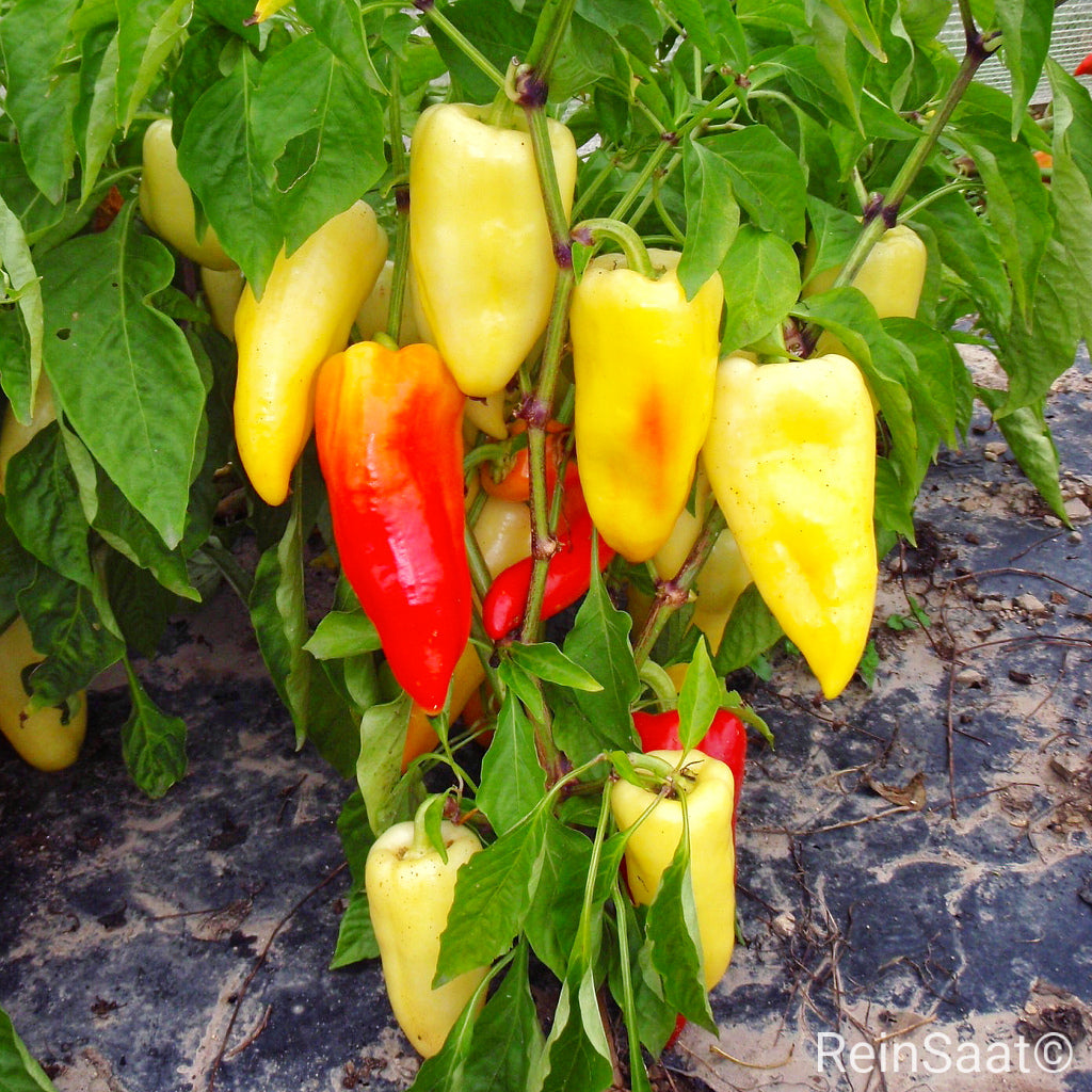 Freilandpaprika 'Ferenc Tender' mit spitzen, früh reifenden Früchten, Produktfoto