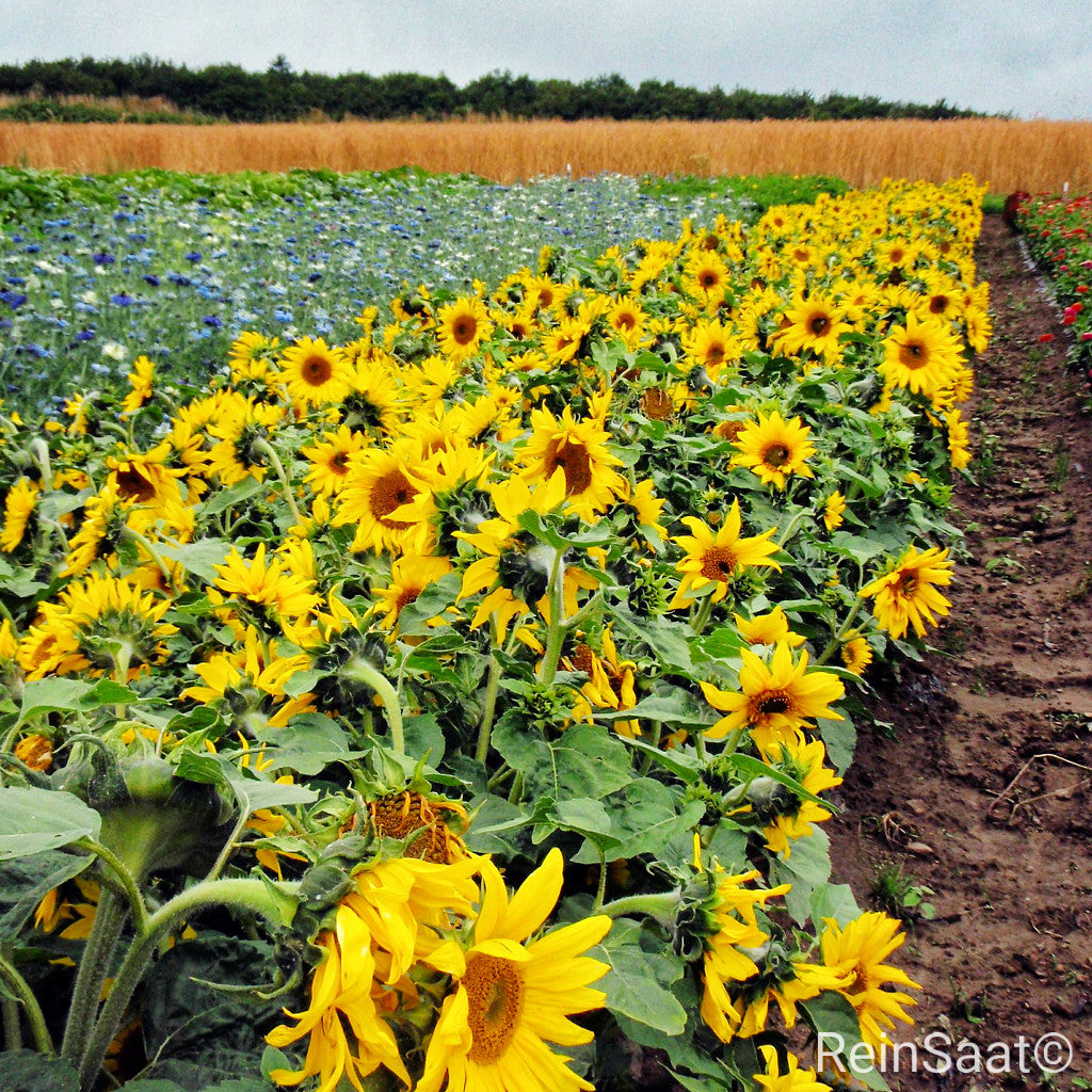 Produktbild, Sonnenblume 'Paccino', kompakte gelbe Sonnenblume mit guter Verzweigung