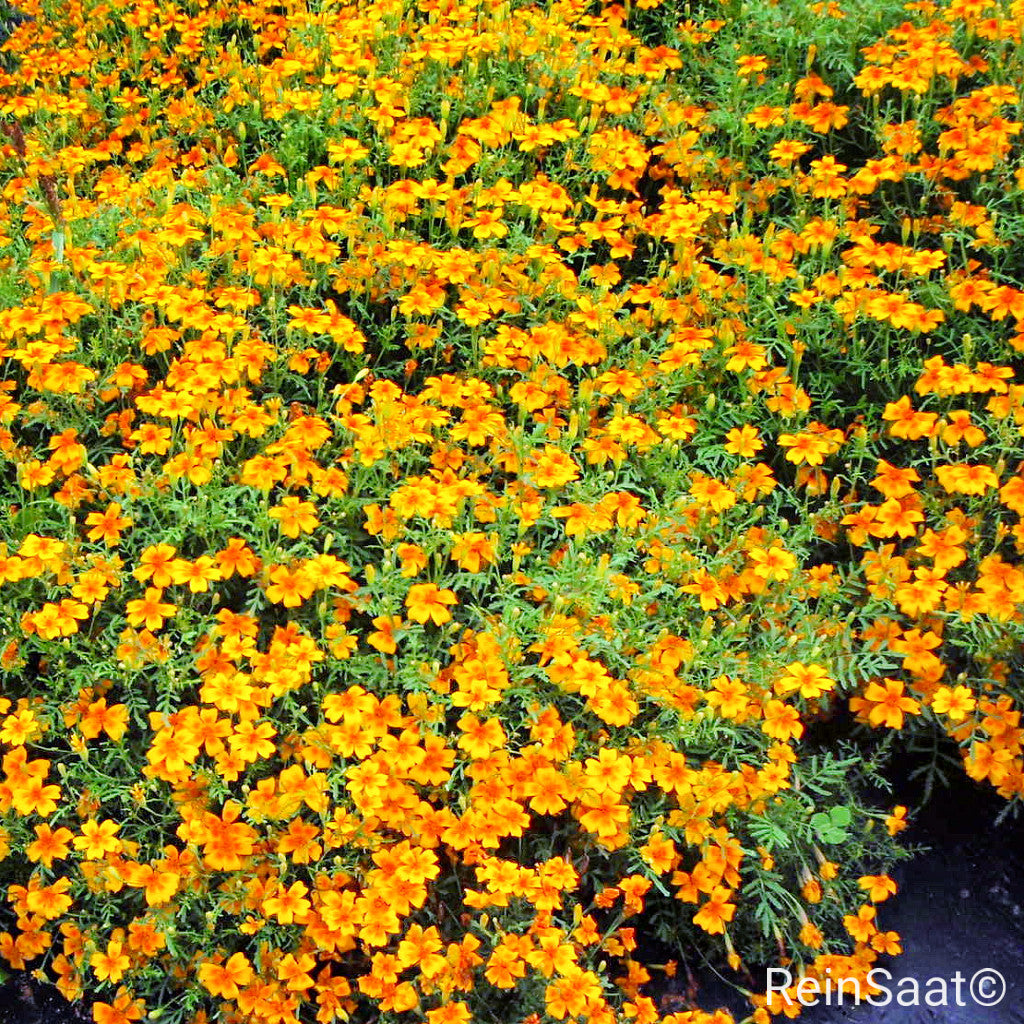 Produktbild, Zwergstudentenblume (Tagetes), gelber Teppich vieler zierlicher Blüten