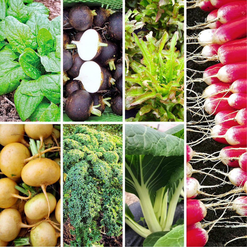 Bio-Saatgutset "Herbstgemüse" mit sieben samenfesten Sorten für die Herbsternte