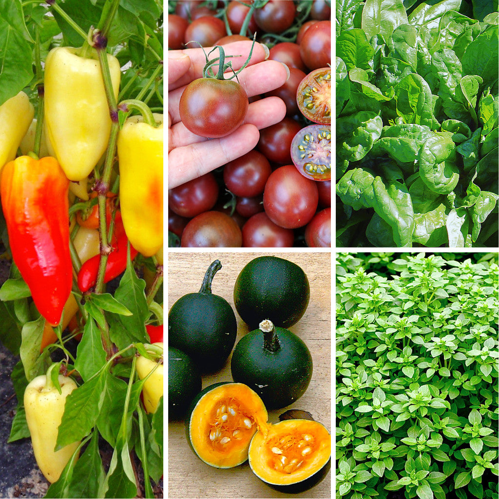 Bio-Saatgutset &quot;Satte Ernte&quot; fünf samenfesten Gemüse- und Kräuter-Sorten, einfach anzubauen