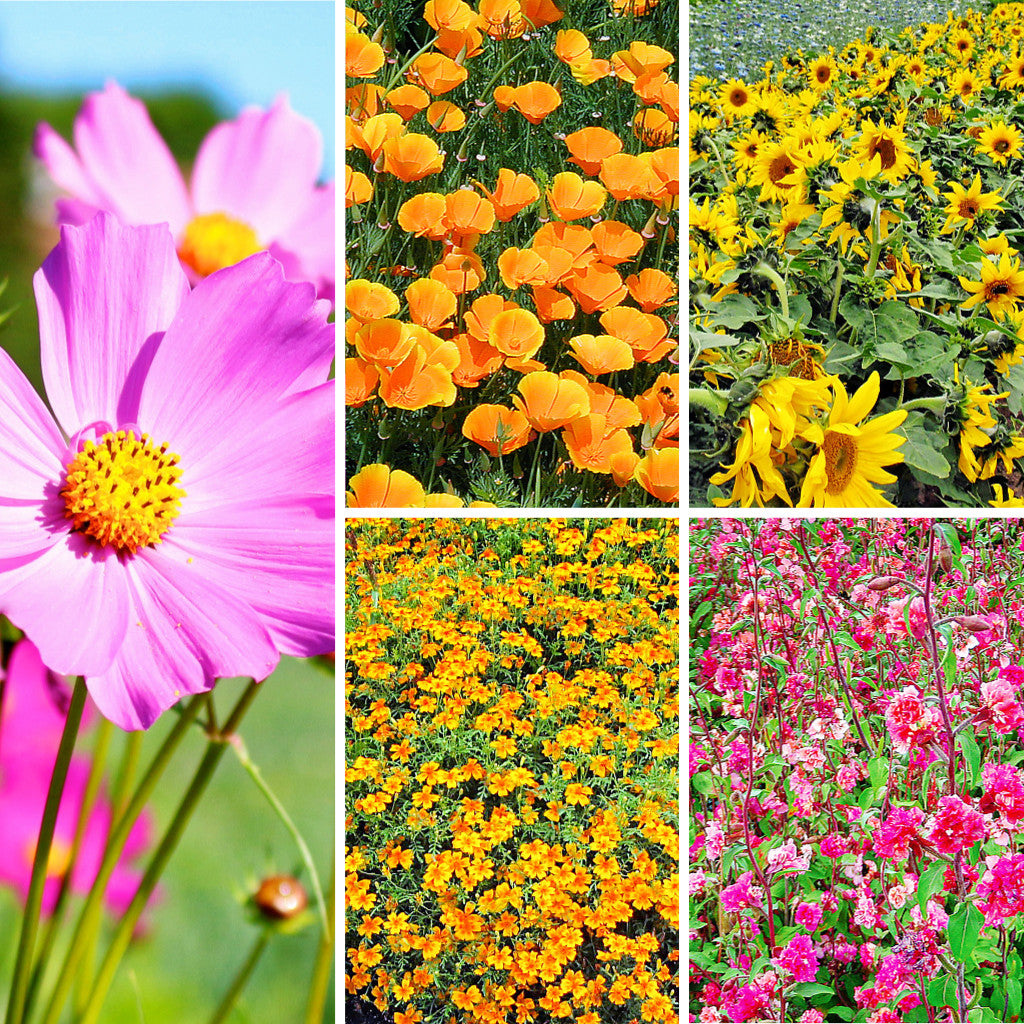 Bio-Saatgutset &quot;Leuchtende Blüten&quot; mit fünf Blumen-Sorten, die Farbe in den Garten bringen