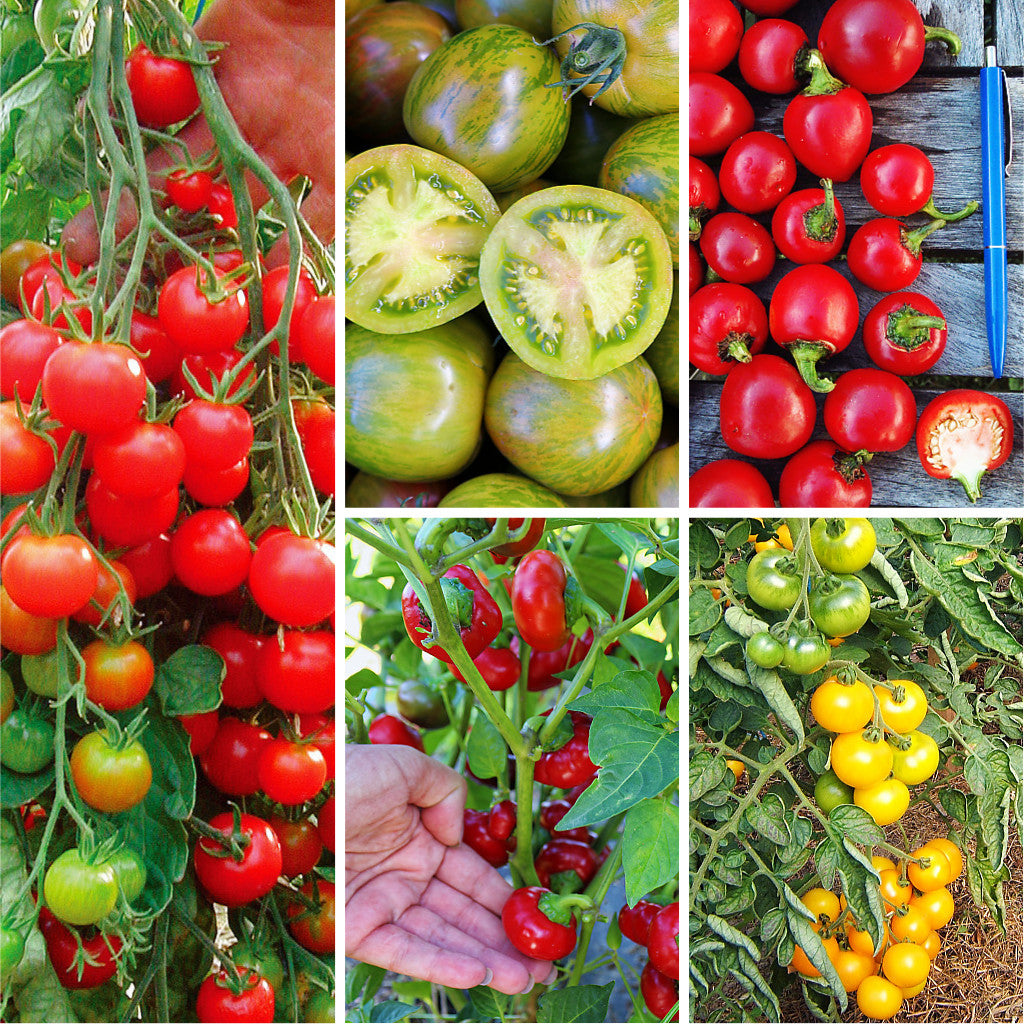 Bio-Saatgutset &quot;Saftig und scharf&quot; mit fünf samenfesten Sorten von Tomaten und Paprika
