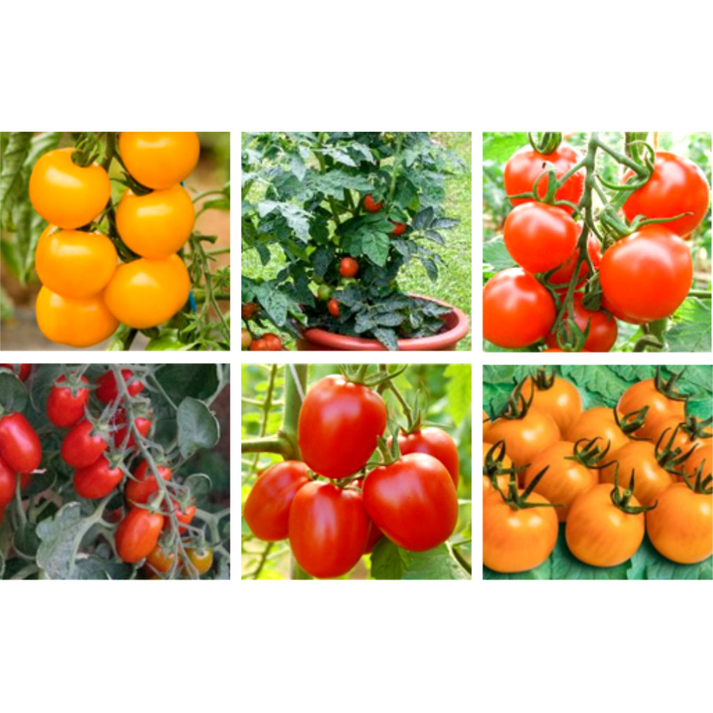 Jungpflanzen-Set Bio-Tomaten