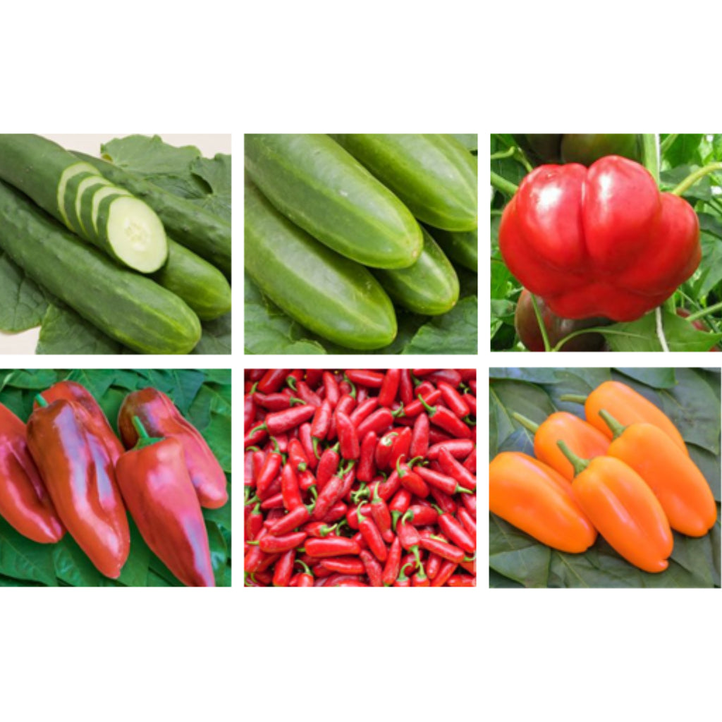 Produktbild, Bio-Jungpflanzen-Set "Bio-Gurken-Paprika" mit 6 samenfesten Bio-Freiland-Sorten