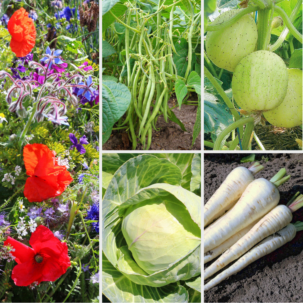 Bio-Saatgutset &quot;Bauerngarten&quot; mit fünf traditionellen Gemüse- und Blumen-Sorten