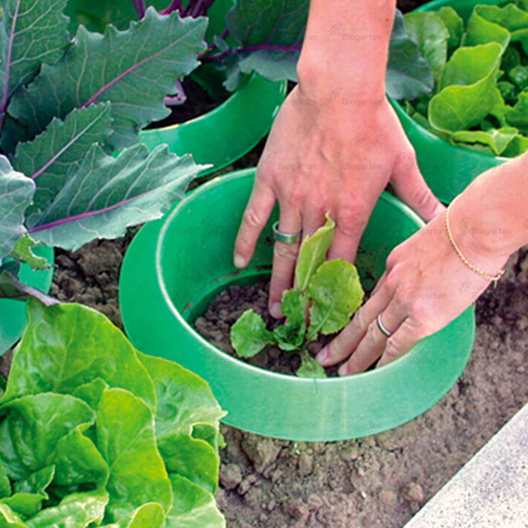 Beispiel mit Salat-Jungpflanzen, SchneckenStopp PP bis zur Markierung in die Erde drücken